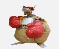 Kangaroo Boxing Hire