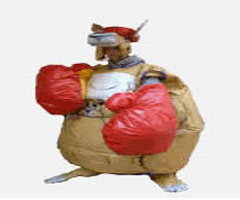 Kangaroo Boxing Hire